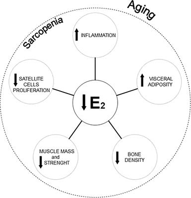 Sarcopenia and Menopause: The Role of Estradiol